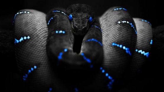 animals-snake-wallpaper.jpg