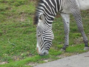 zebra-hlava.jpg